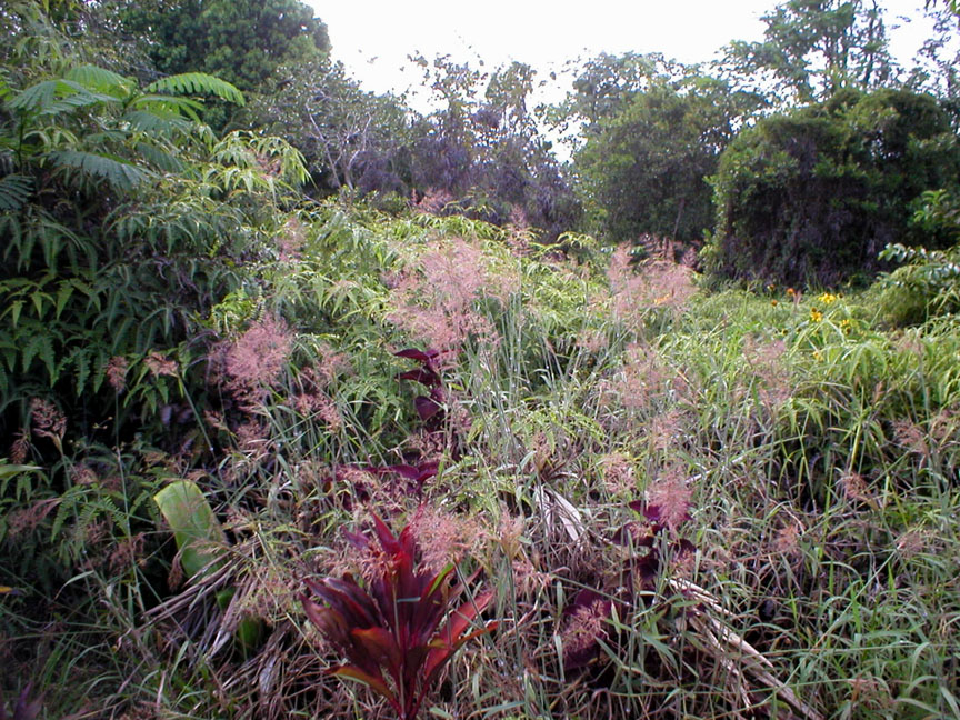 redgrass